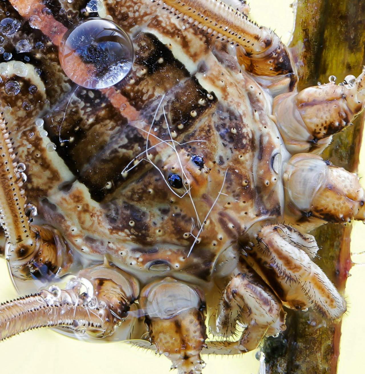 Metaphalangium cirtanum - Phalangiidae